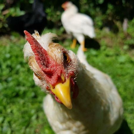 Ferienwohnung Woid Mandl Velden am Wörthersee Esterno foto